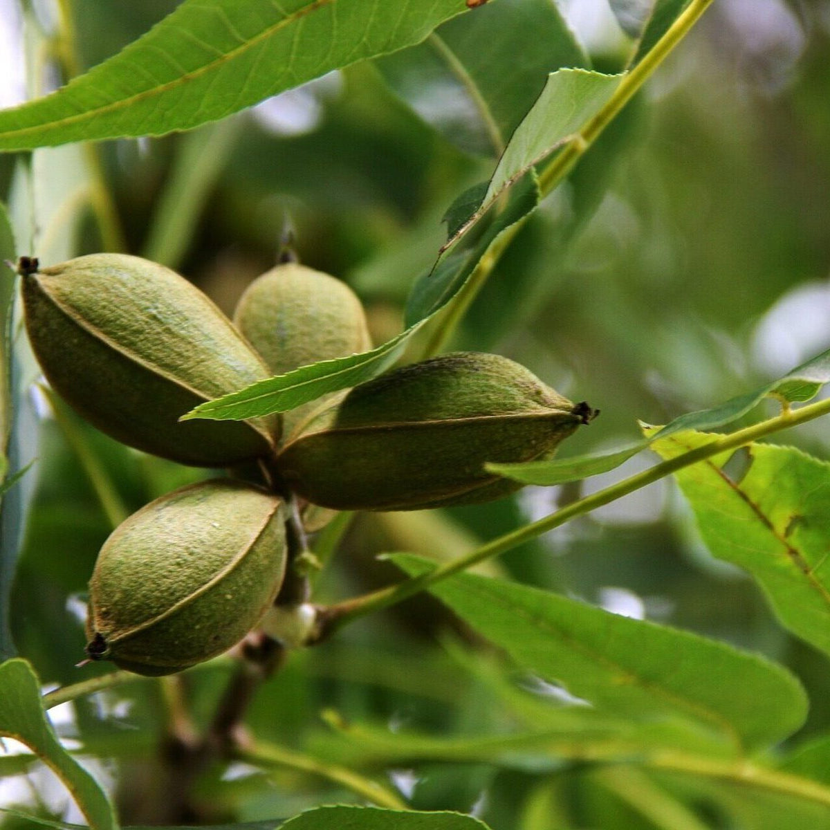 Pecan nut tree